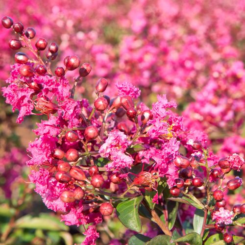 LAGERSTROEMIA